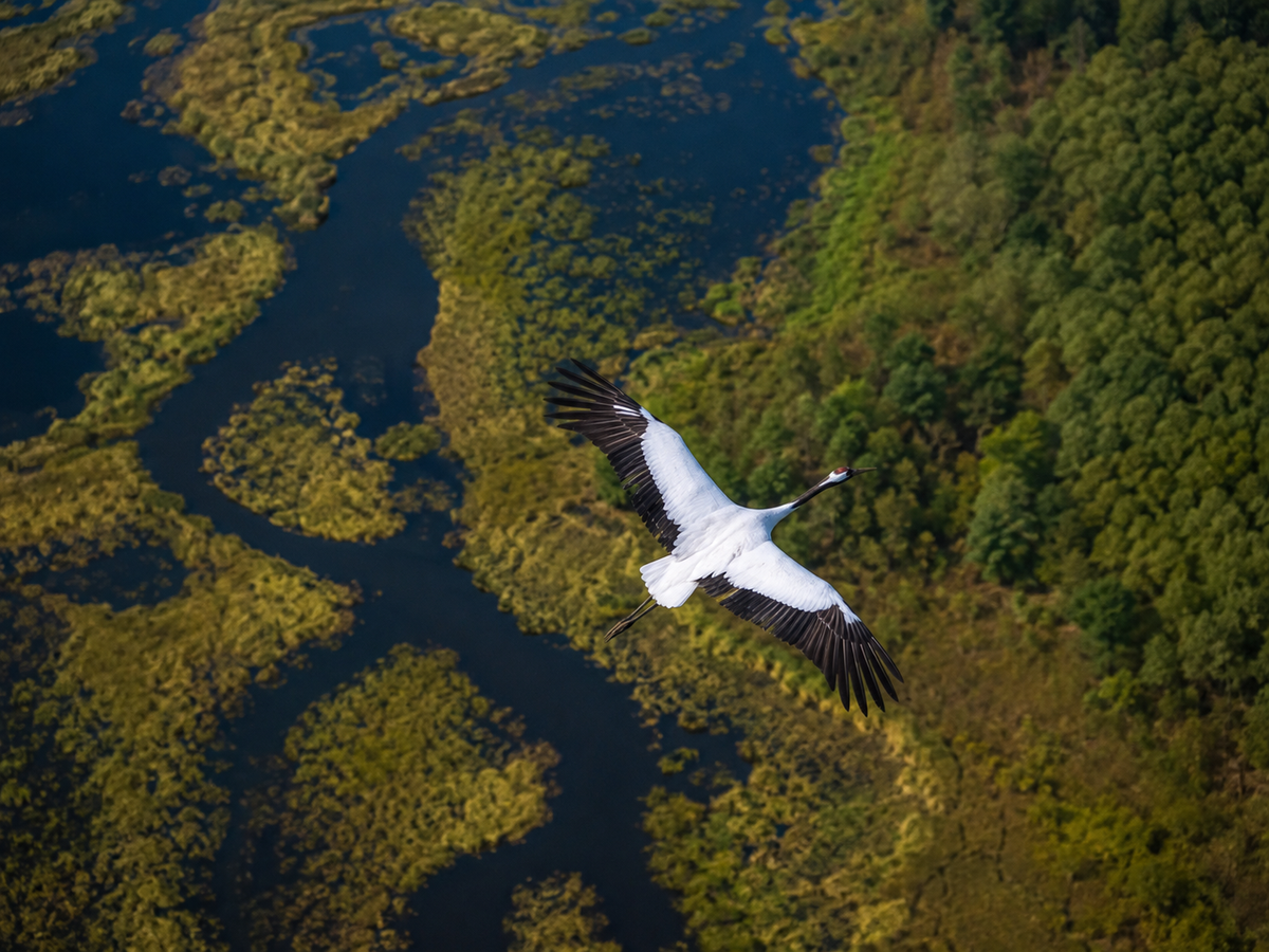 ESD Silent Undisturbed Wildlife Aerial Film Challenge